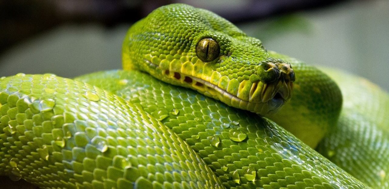 Las serpientes ayudan al equilibrio ecológico.